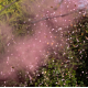 Pink Gender Reveal Smoke Cannon With Confetti Pink Gender Reveal Smoke Cannon With Confetti